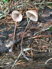 Mycena rubromarginata