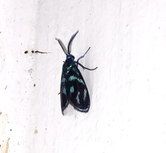 Clelea sapphirina
