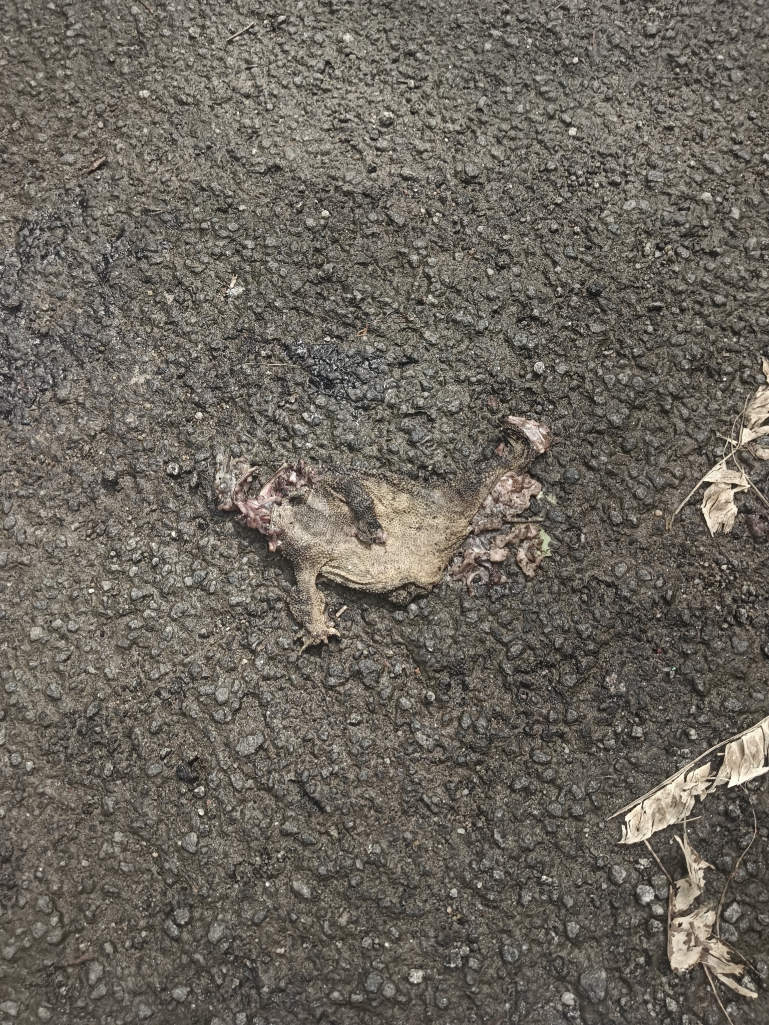 Indian Common True Toad