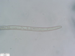 Pratylenchus penetrans