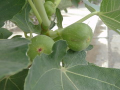 Ficus carica
