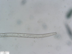 Pratylenchus penetrans
