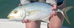 Caranx bartholomaei