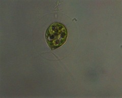 Haematococcus lacustris