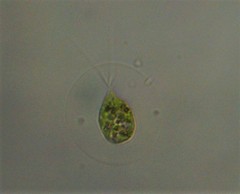 Haematococcus lacustris