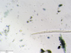 Pratylenchus penetrans