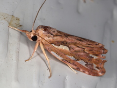 Meyrickella torquesauria