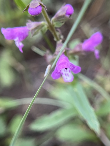 Prairie brazoria (Warnockia scutellarioides)
