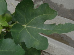 Ficus carica