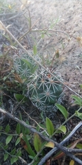Coryphantha clavata stipitata