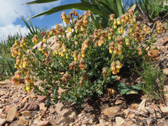 Hermannia grossularifolia