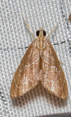 Glaphyria peremptalis