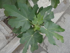 Ficus carica