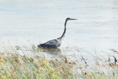 Ardea herodias