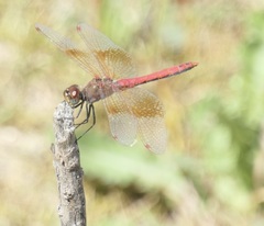Sympetrum semicinctum
