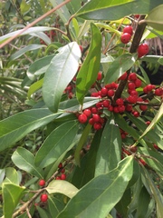 Ilex cassine image