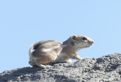 Ammospermophilus leucurus