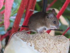 Apodemus flavicollis