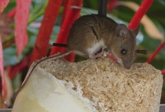 Apodemus flavicollis