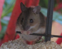 Apodemus flavicollis