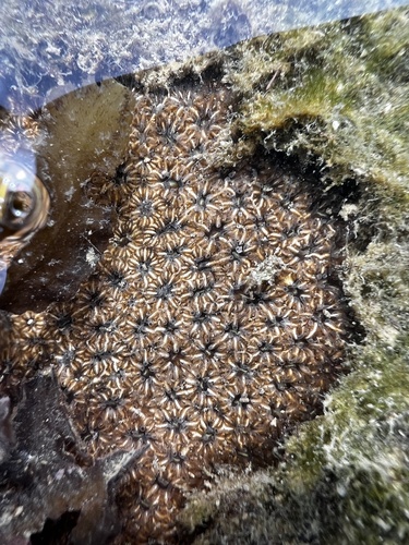zebra coral