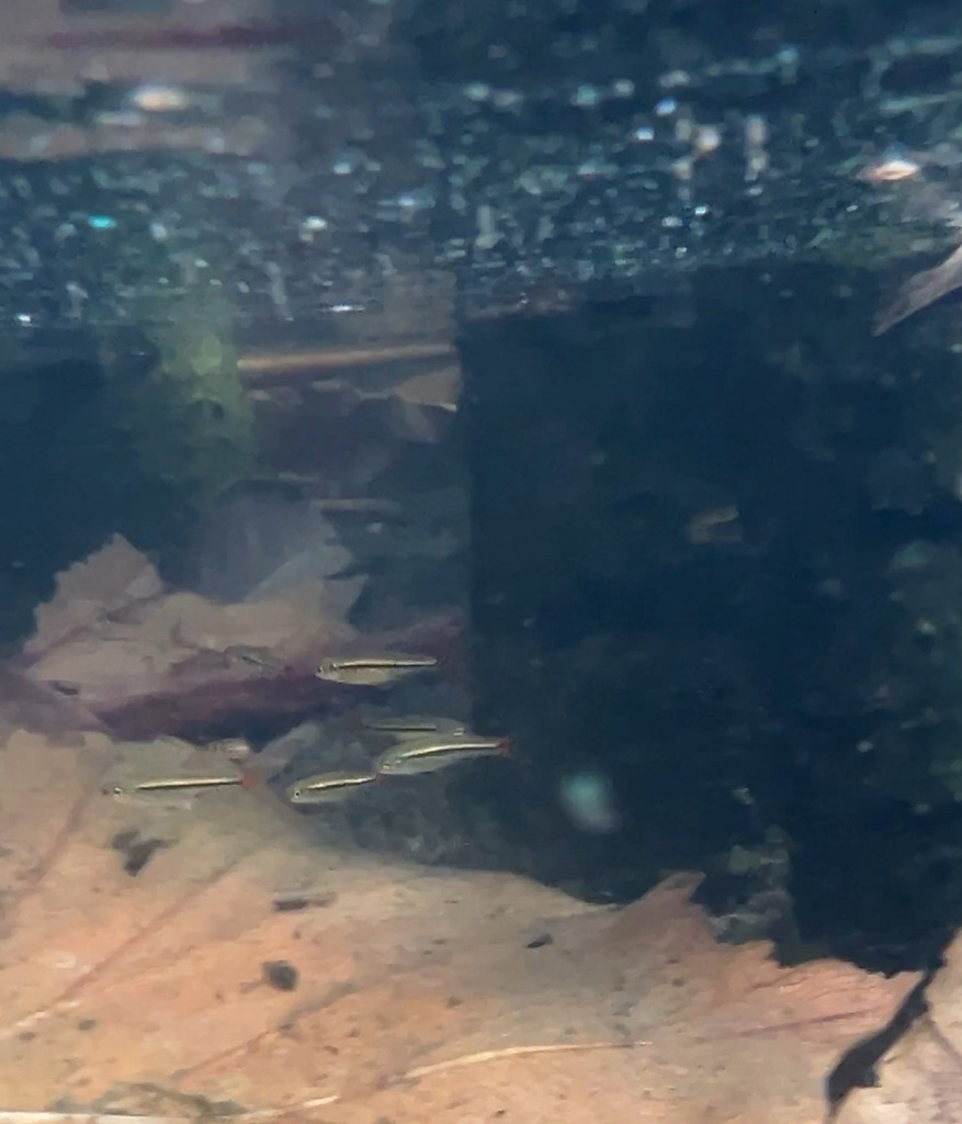 Blackline Rasbora (Rasbora borapetensis)