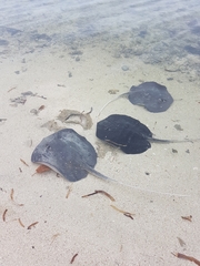 Mangrove Whipray photo 2