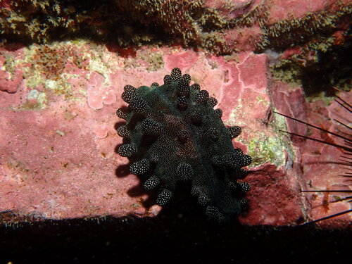 Mole cowrie