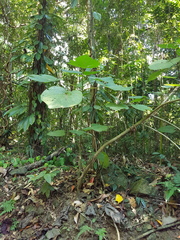 Dendrocnide moroides