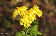 Chrysanthemum lavandulifolium