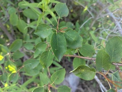 Amelanchier interior, photograph (c) Ryan Sorrells, some rights reserved (CC BY)