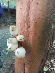 Syzygium cormiflorum