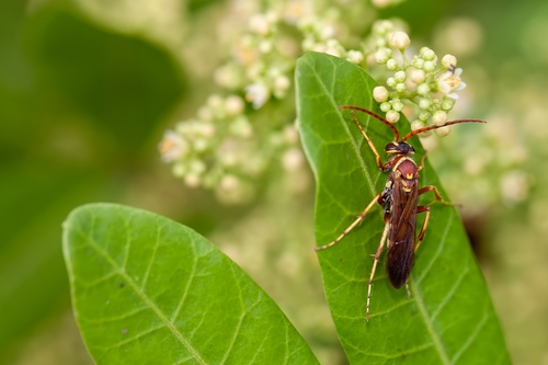 Interrupted Spider Wasp photo 2