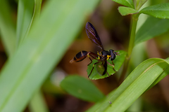 Salpingogaster punctifrons