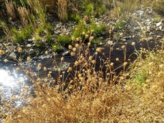 Trifolium obtusiflorum