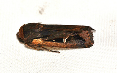 Proteuxoa tortisigna