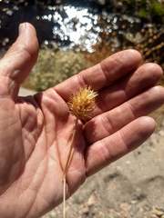 Trifolium obtusiflorum