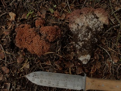 Ramaria rubripermanens