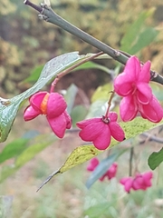 Euonymus europaeus
