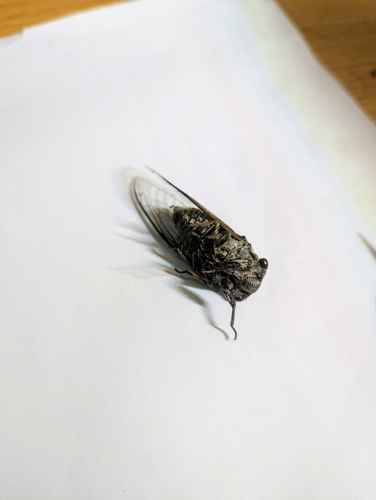 Eastern horse cicada
