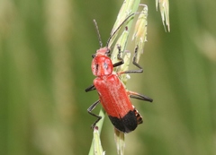 Chauliognathus lecontei