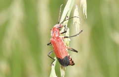 Chauliognathus lecontei