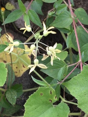 Echinopepon pubescens