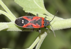 Lygaeus kalmii