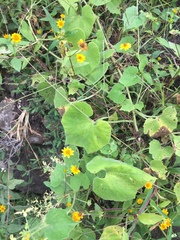 Echinopepon pubescens