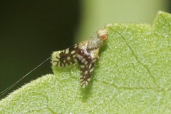 Euaresta bellula
