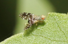Euaresta bellula