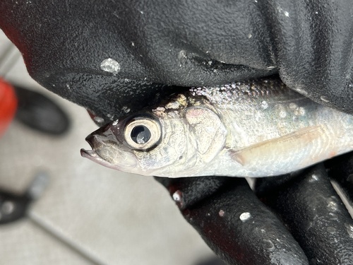 Kiyi (Coregonus kiyi) — Salmonidae — 3