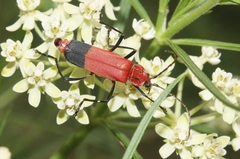 Chauliognathus lecontei