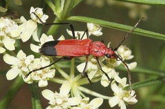 Chauliognathus lecontei